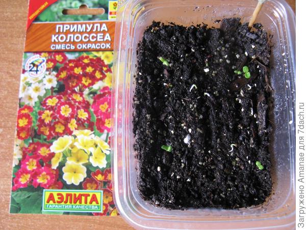 Примулы выпускают семядоли