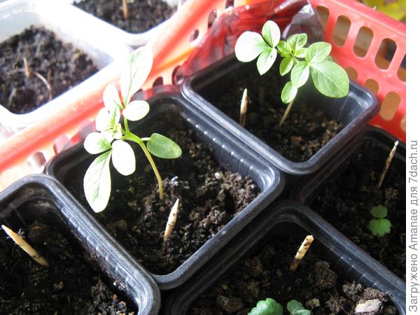 Клеома 24 марта