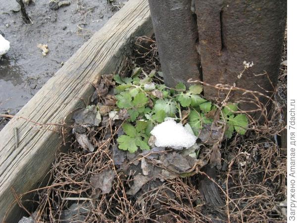 Вот чистотел