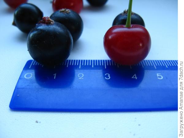 Смородина и вишня