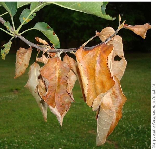 Вот он, посох, полученный от заражения эрвинией