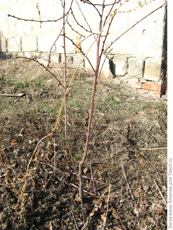 Первый кустик