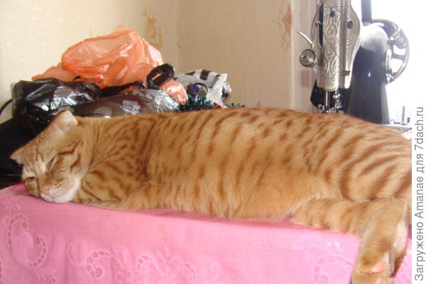 Перкус помогает шить