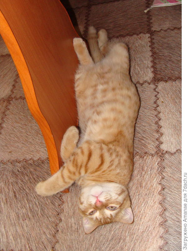 И растягивается, как резиновый