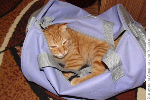 Собирается в дорогу