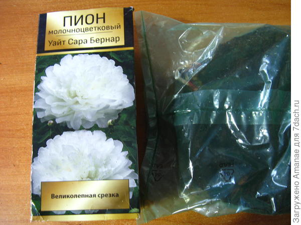 Белая Сара Бернард