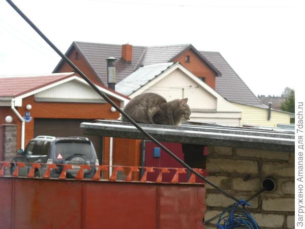 Серый котик