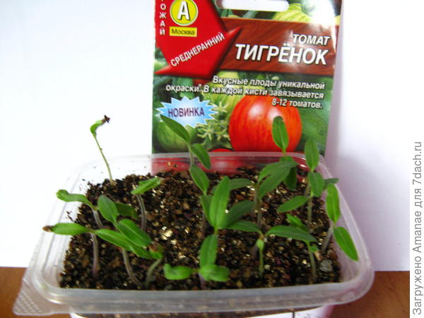 Тигренок