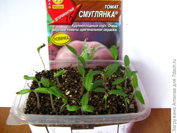 Смуглянка, второй ряд слева