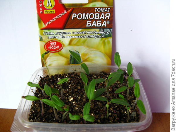 Ромовая баба