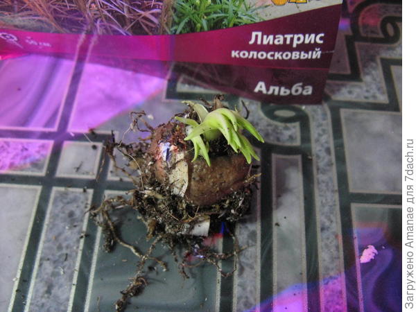 Лиатрисс белый