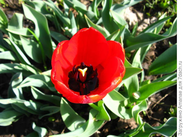 Майский тюльпанчик с капельками росы на дне бутона