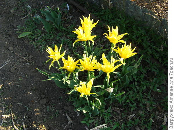 При распускании выглядят необычно - кто они, незнакомцы?