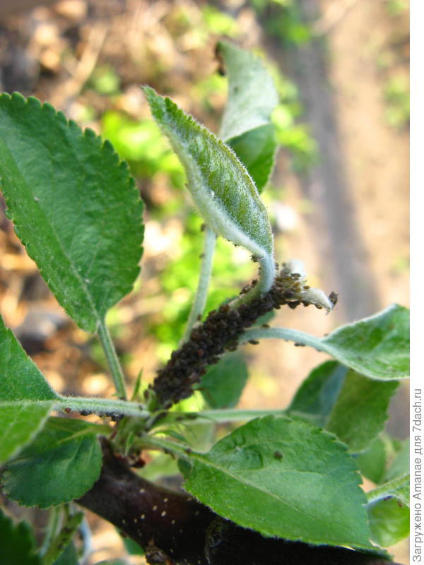 Веточка яблони с тлей до обработки фитовермом, через 2 дня тля усохла и отпала