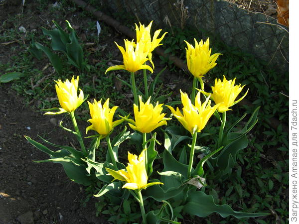 Это выросло вместо бахромчатых