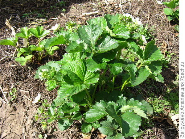 Земклуника Купчиха