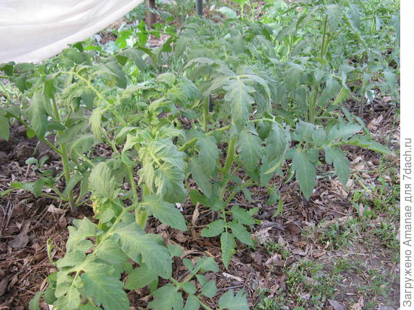 Низкорослые томаты до ветра - пока стоят.