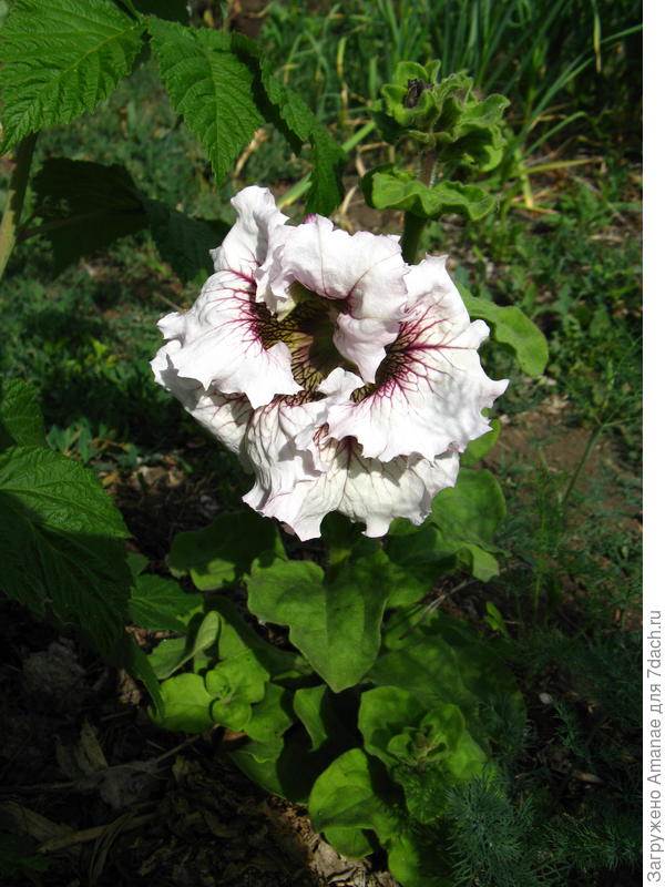 Необычный окрас, тоже огромный цветок