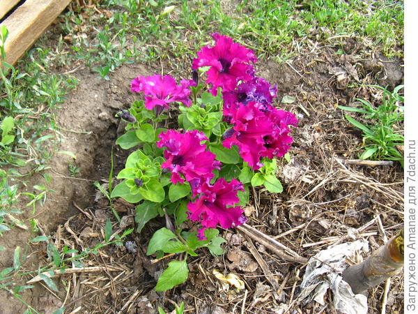 Бахромчатые