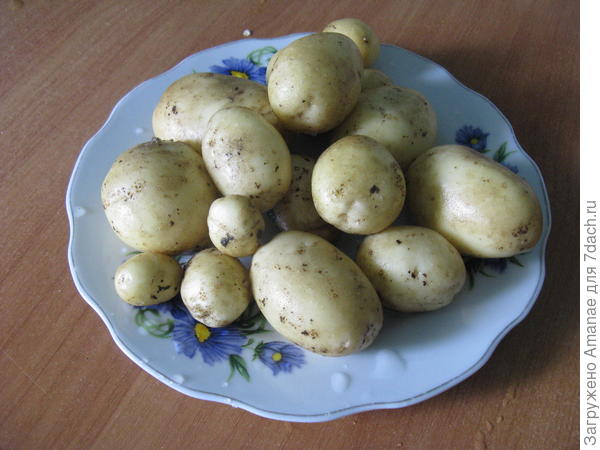 Первая картошечка