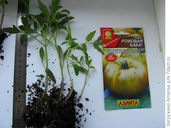 Ромовая Баба