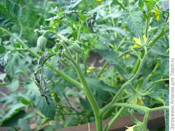 Засохли макушки