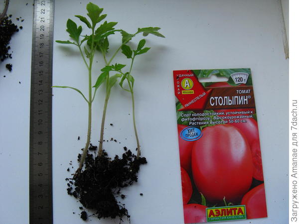 Столыпин