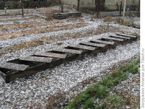 Первый снег, грядка с клубникой прикрыта досками