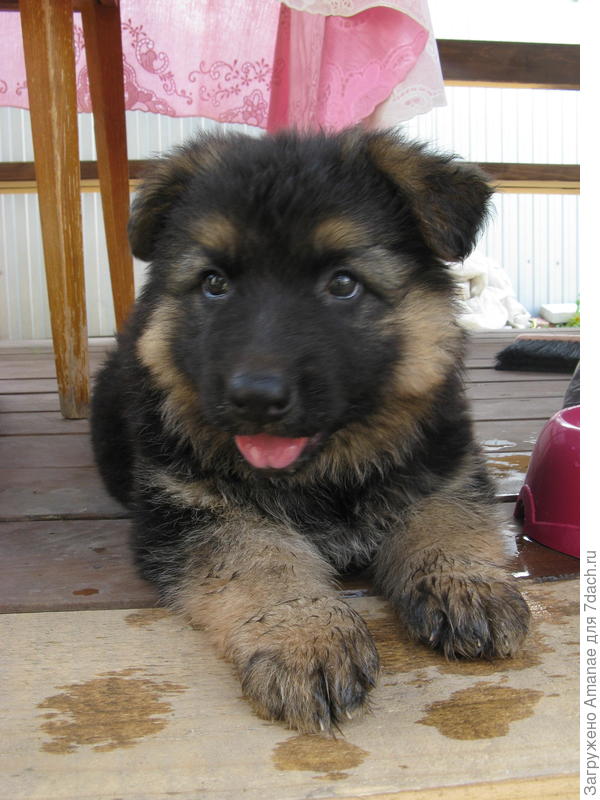 Новый житель новой беседки - Берта, собака