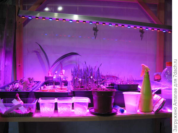 Стеллаж с тастениями и лампами, верхний ярус.