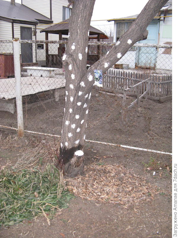 Веселый пень-основа для княжика