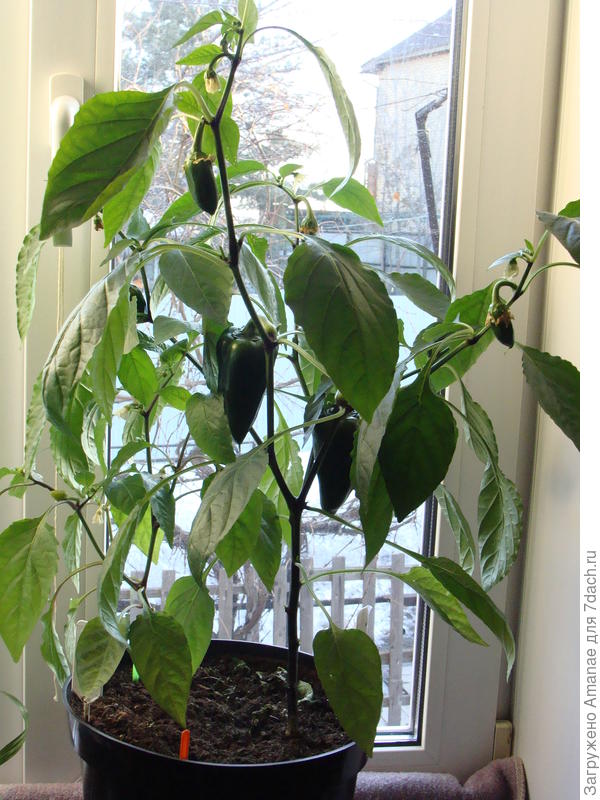 Обычный перец сладкий на окне