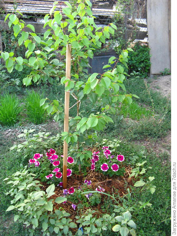 Петуния под абрикосом