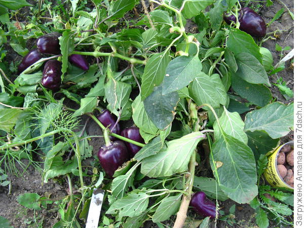 Темная ночь от Аэлиты