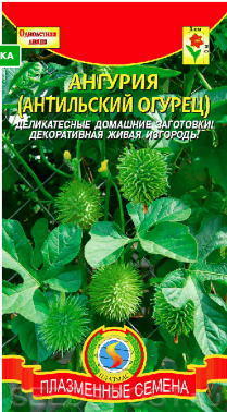 Ангурия