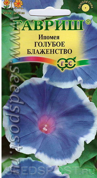Ипомея голубая
