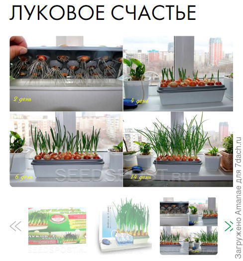 Луковое счастье
