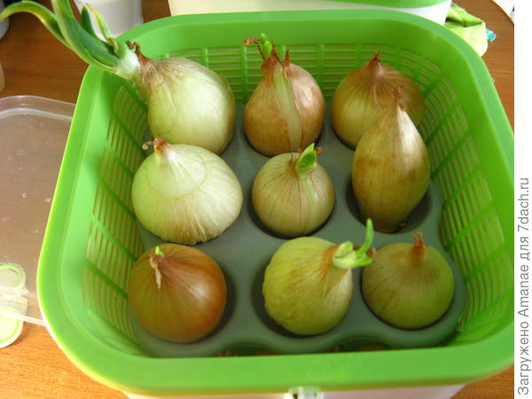 Лук в проращивателе
