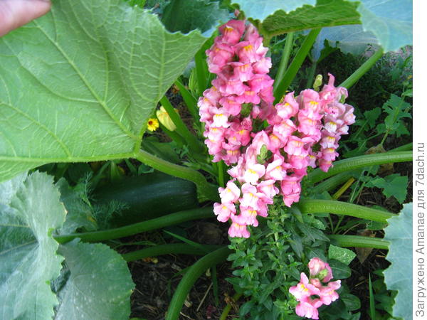 В кабачках спрятался