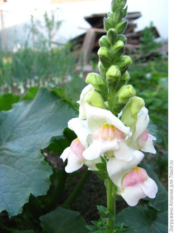 Самый первый распускается