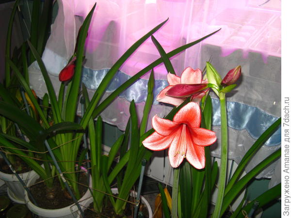 Харизма зацветает