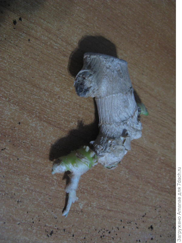 Вот мой огрызок