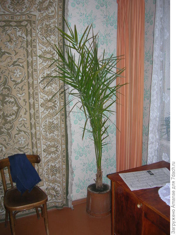Бабушкина пальма, ей лет 30 тут