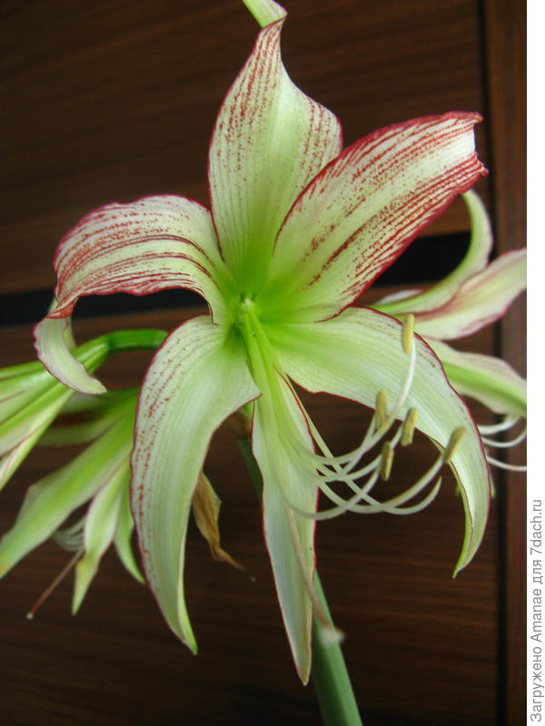 Новинка - Чико