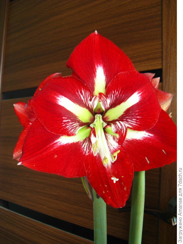 Новинка - Барбадос