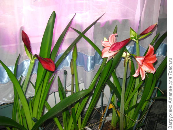 Начало массового цветения