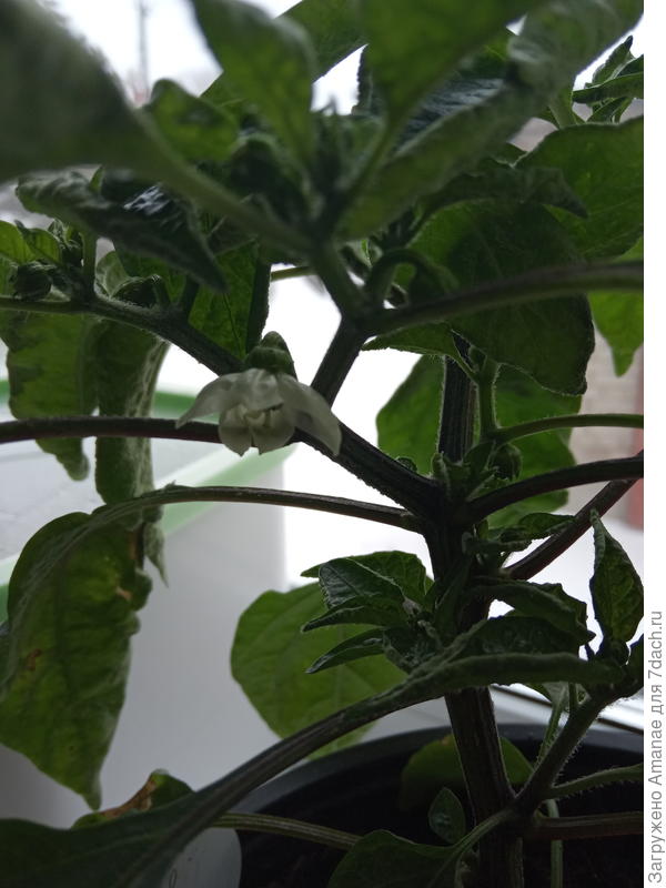 Кузя зацвел