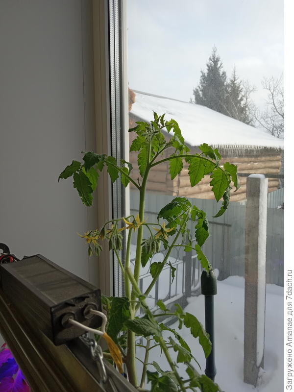 Самый высокий комнатный томат