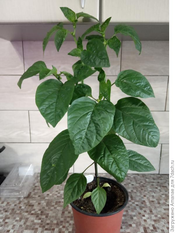 подарок молдовы