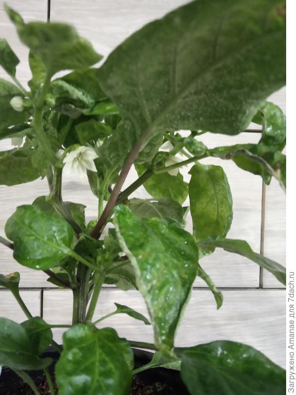 водянка на кузе